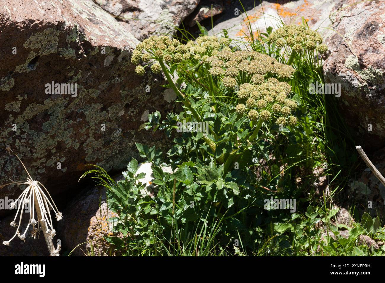Gray's angelica (Angelica grayi) Plantae Stock Photo - Alamy
