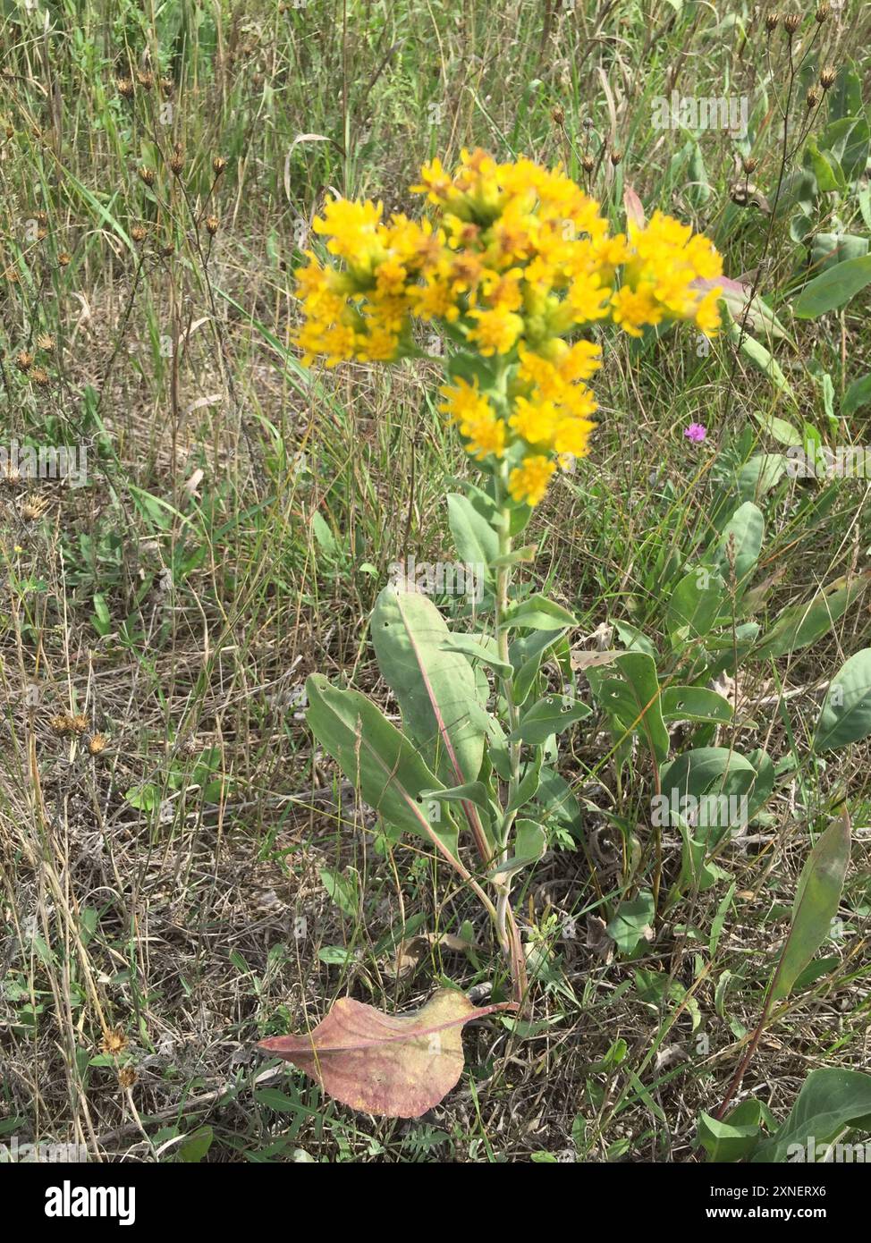 Solidago Rigida Golden Rockets stiff-leaved goldenrod (Solidago rigida) Plantae Stock Photo - Alamy