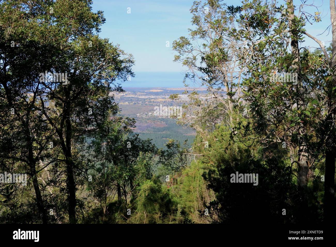 butterspoon tree (Cunonia capensis) Plantae Stock Photo - Alamy