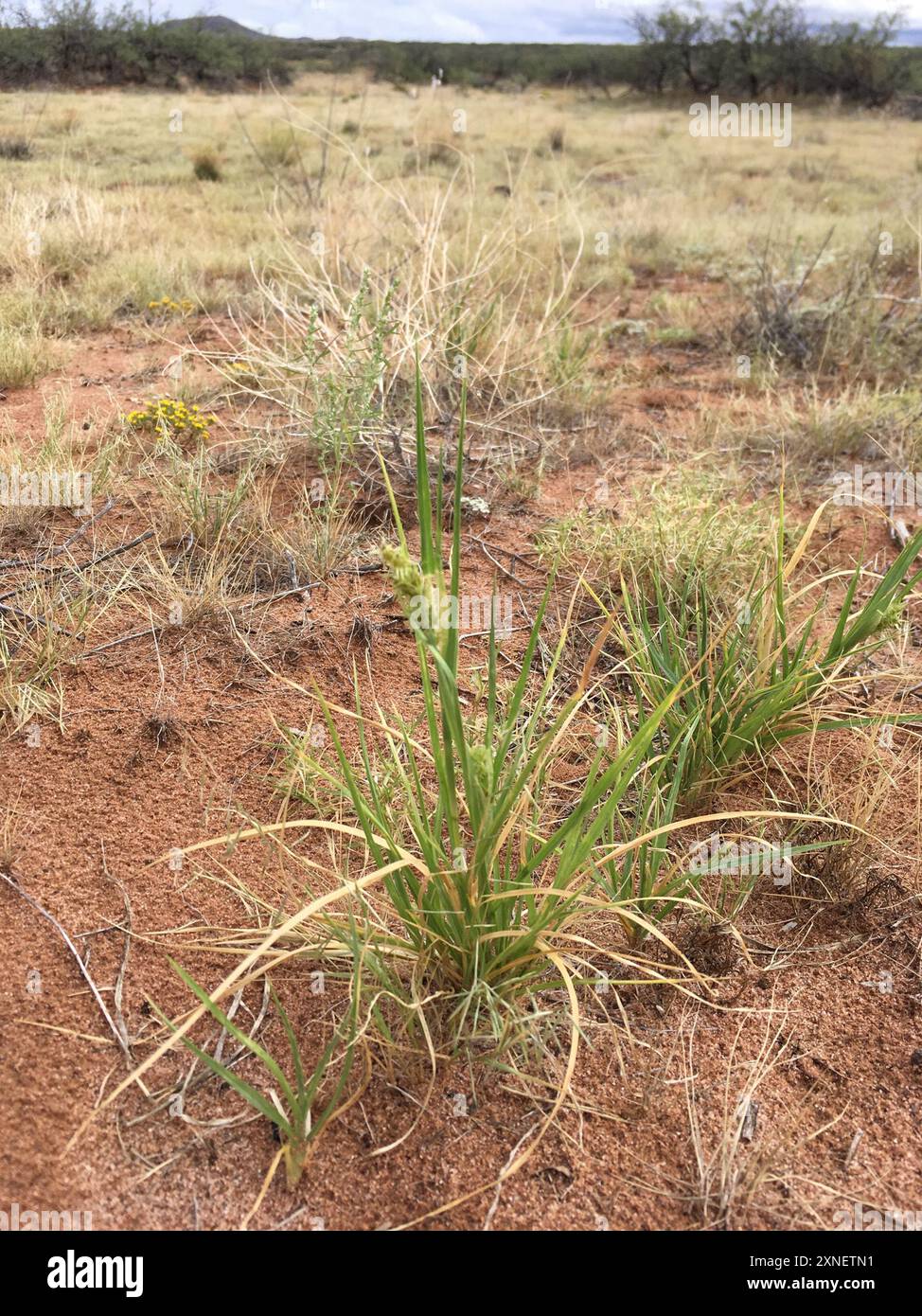 coastal sandbur (Cenchrus spinifex) Plantae Stock Photo - Alamy