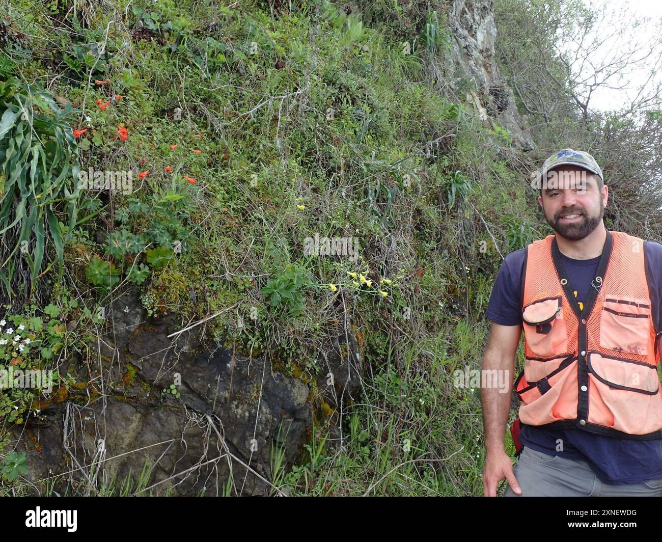 golden larkspur (Delphinium luteum) Plantae Stock Photo Alamy