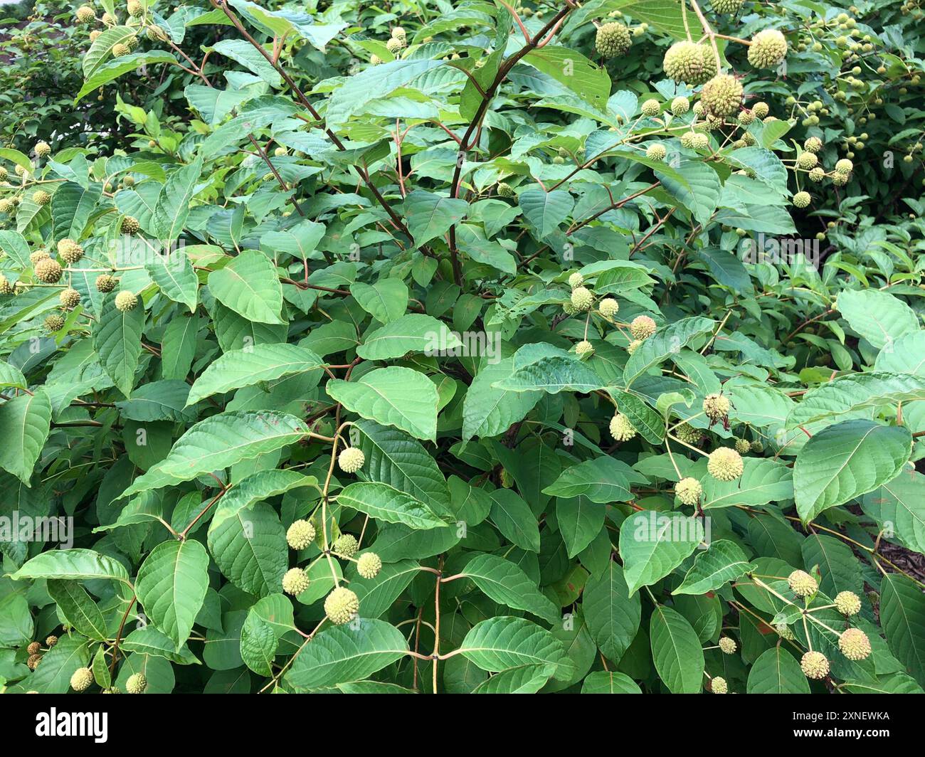 buttonbush (Cephalanthus occidentalis) Plantae Stock Photo - Alamy