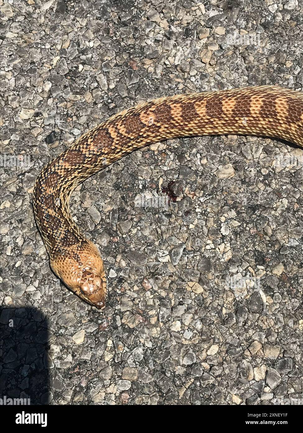 Bullsnake Bullsnake (Pituophis catenifer sayi) Reptilia Stock Photo - Alamy