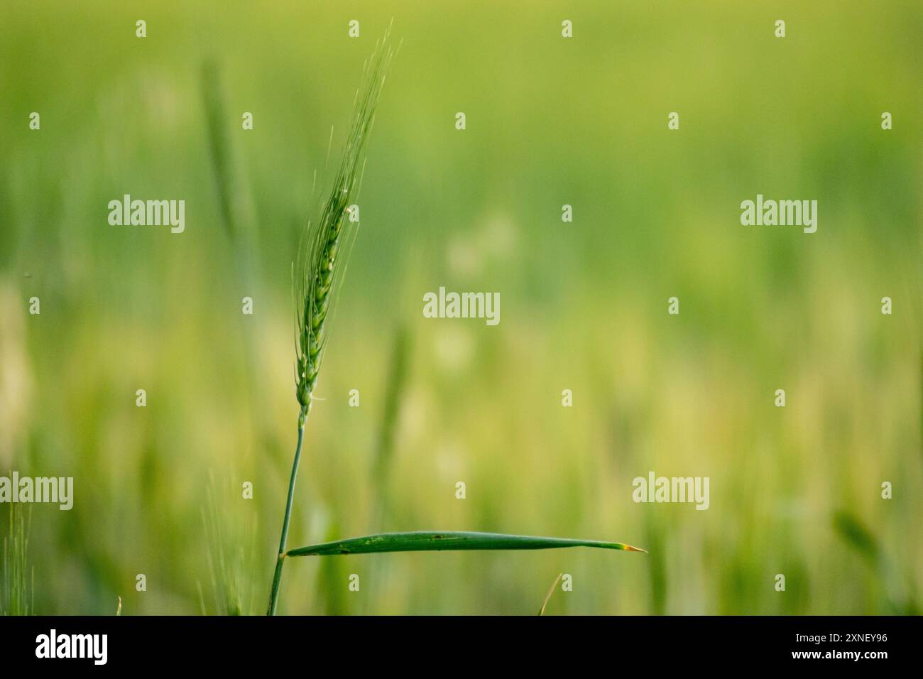 selective focus, ear of rye isolated in a crop field Stock Photo - Alamy
