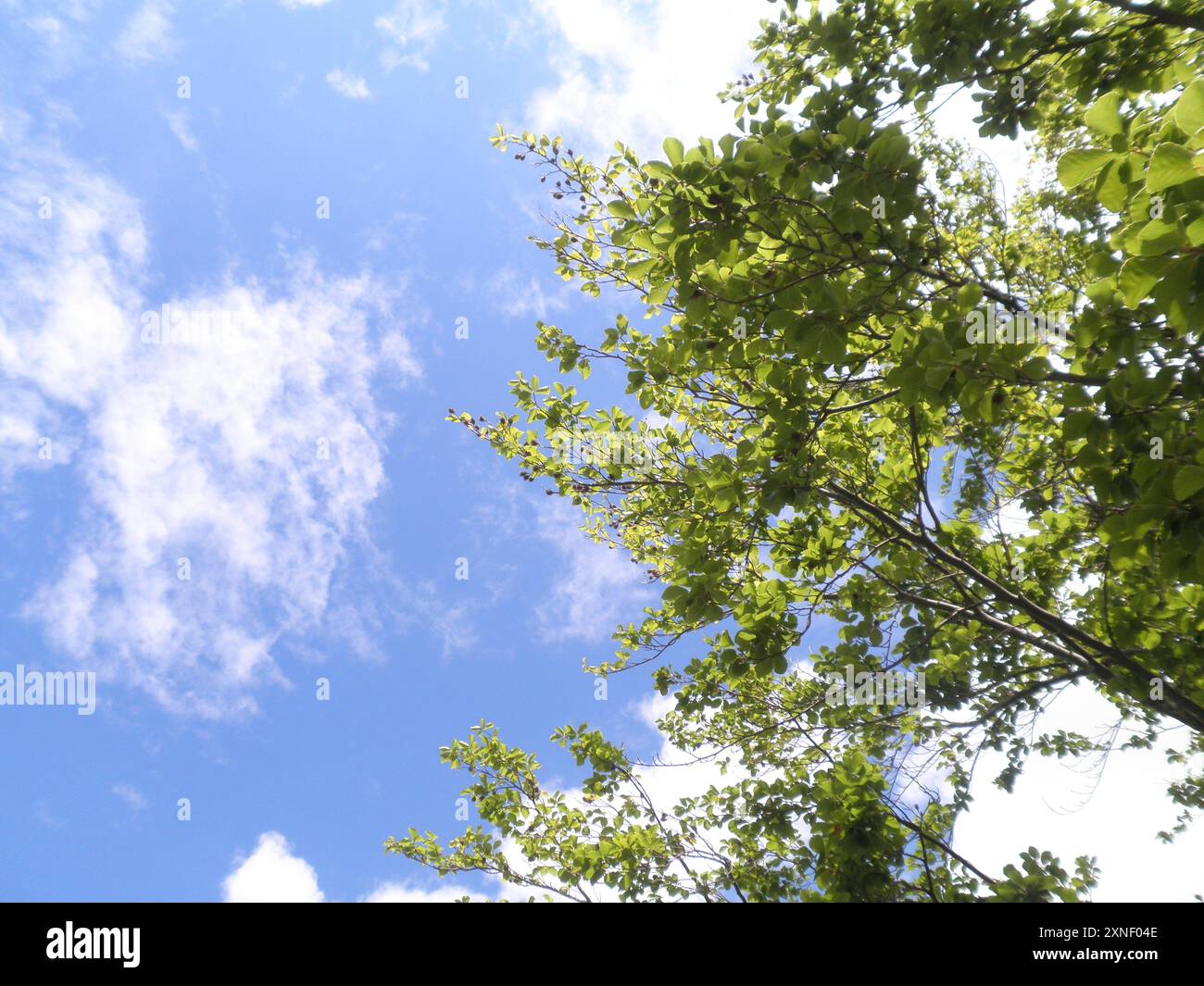 Tree branches with green foliage against the blue sky with floating white clouds. Stock Photo