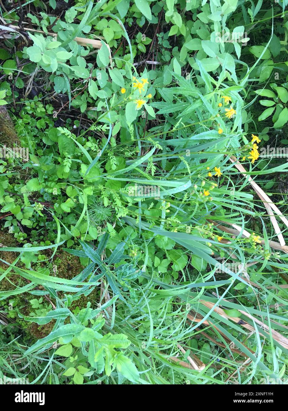 golden ragwort (Packera aurea) Plantae Stock Photo