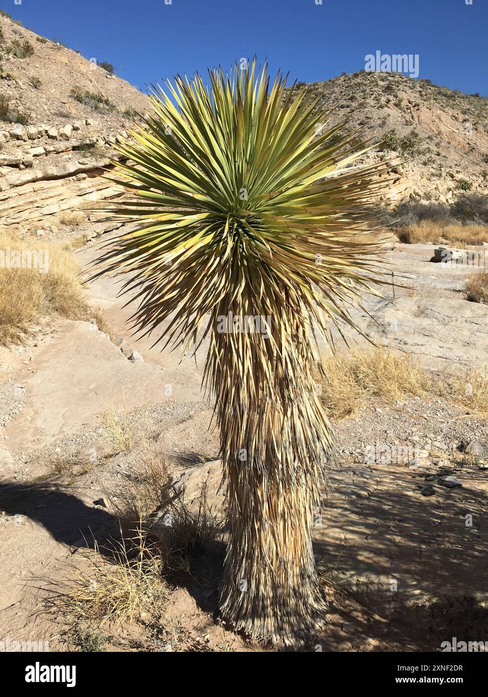 Beaked Yucca (Yucca rostrata) Plantae Stock Photo