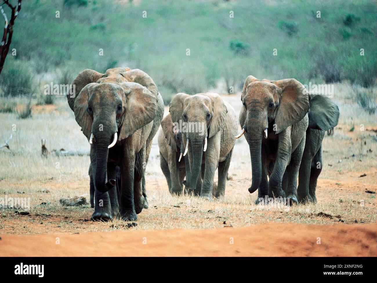 African Bush Elephants Hi res Stock Photography And Images Alamy african-bush-elephants-hi-res-stock-photography-and-images-alamy