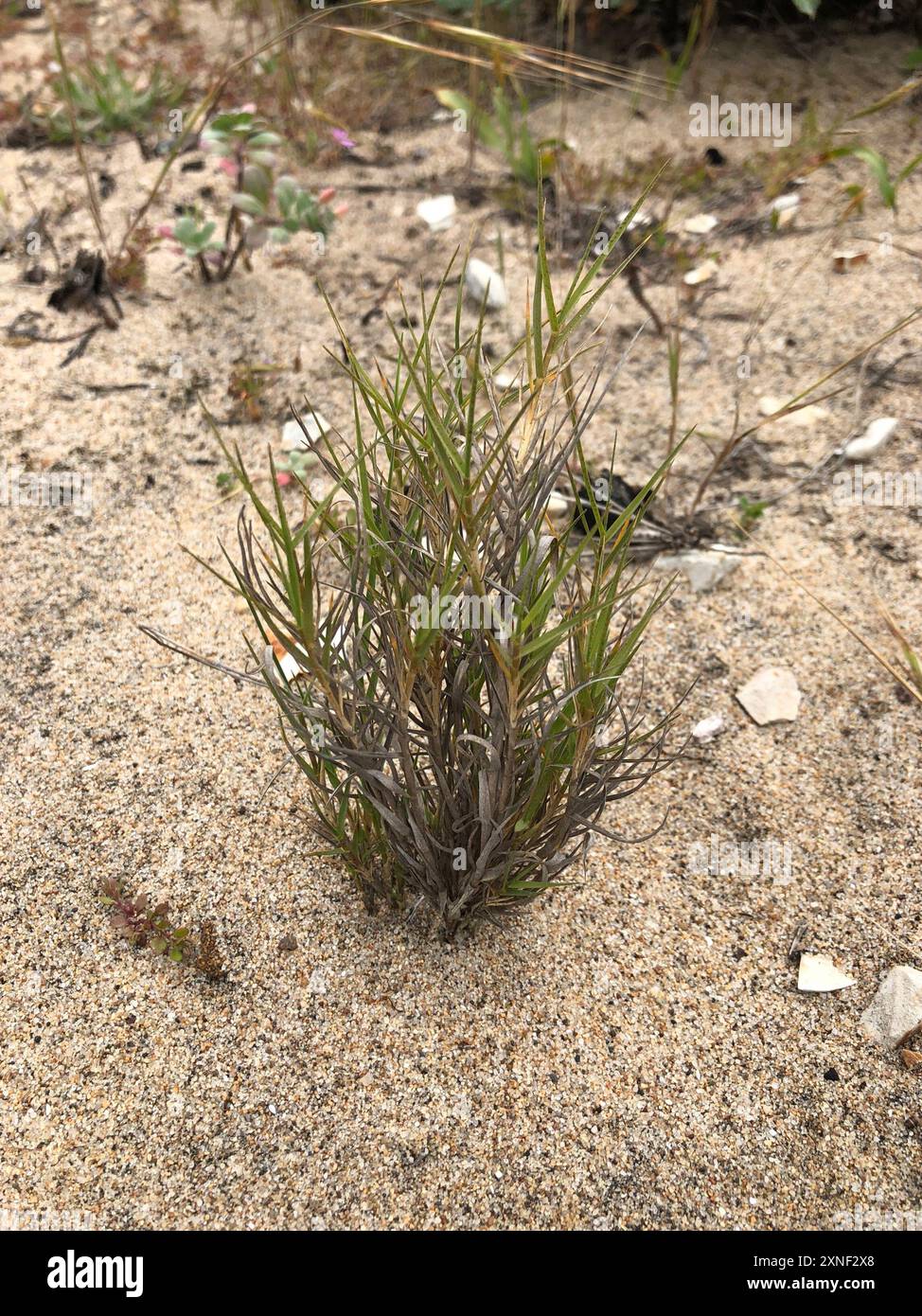 Saltgrass (Distichlis spicata) Plantae Stock Photo