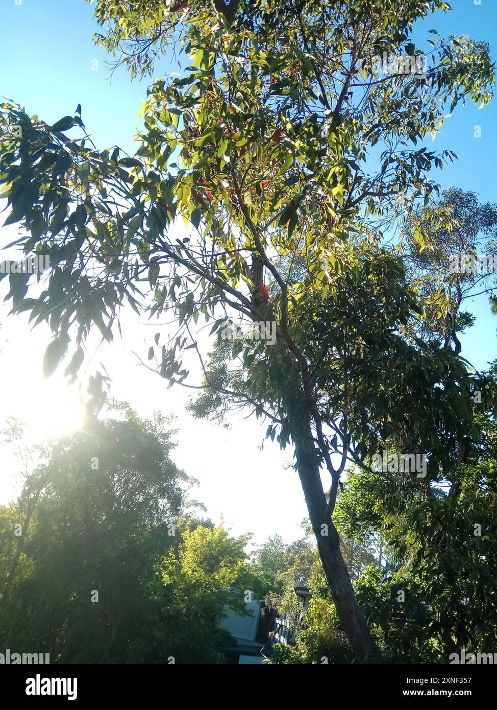 narrowleaf peppermint gum (Eucalyptus radiata) Plantae Stock Photo Alamy