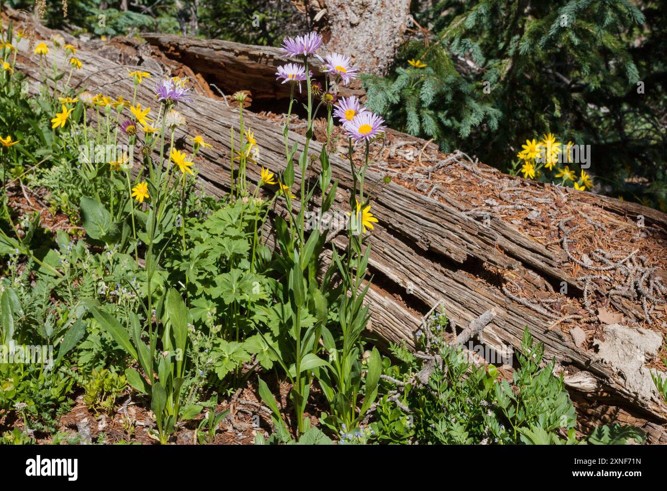 Subalpine Fleabane (Erigeron glacialis) Plantae Stock Photo - Alamy