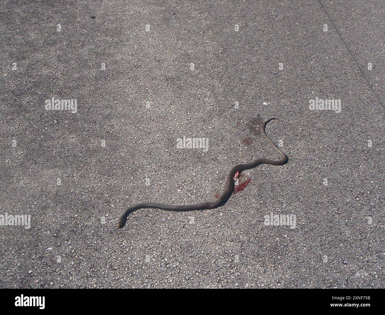 Everglades racer hi-res stock photography and images - Alamy