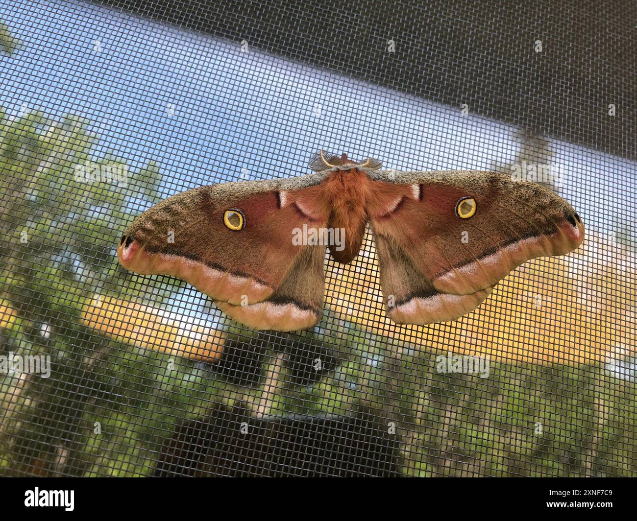 Polyphemus Moth (Antheraea polyphemus) Insecta Stock Photo - Alamy