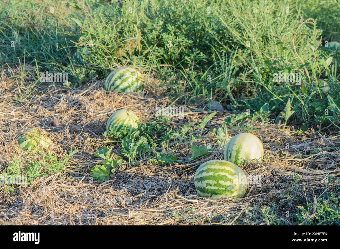 Sweet summertime slice: Growing watermelons on the Gulf Coast - Cultivating  the Coast with Kitti Cooper - Gulf Coast Media, image size:1300x951