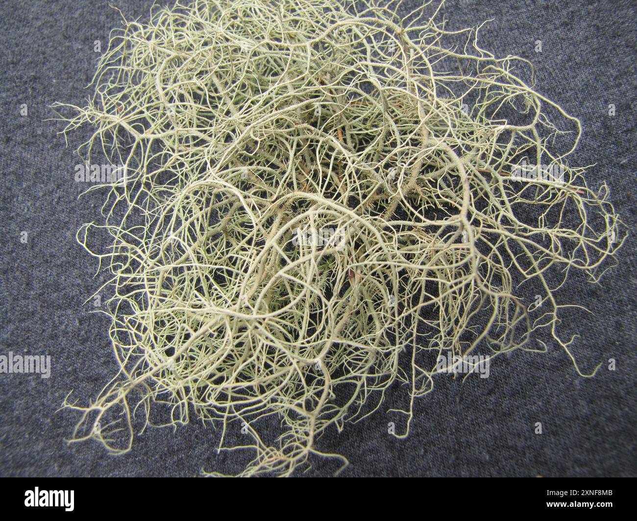 Bristly Beard Lichen (Usnea hirta) Fungi Stock Photo