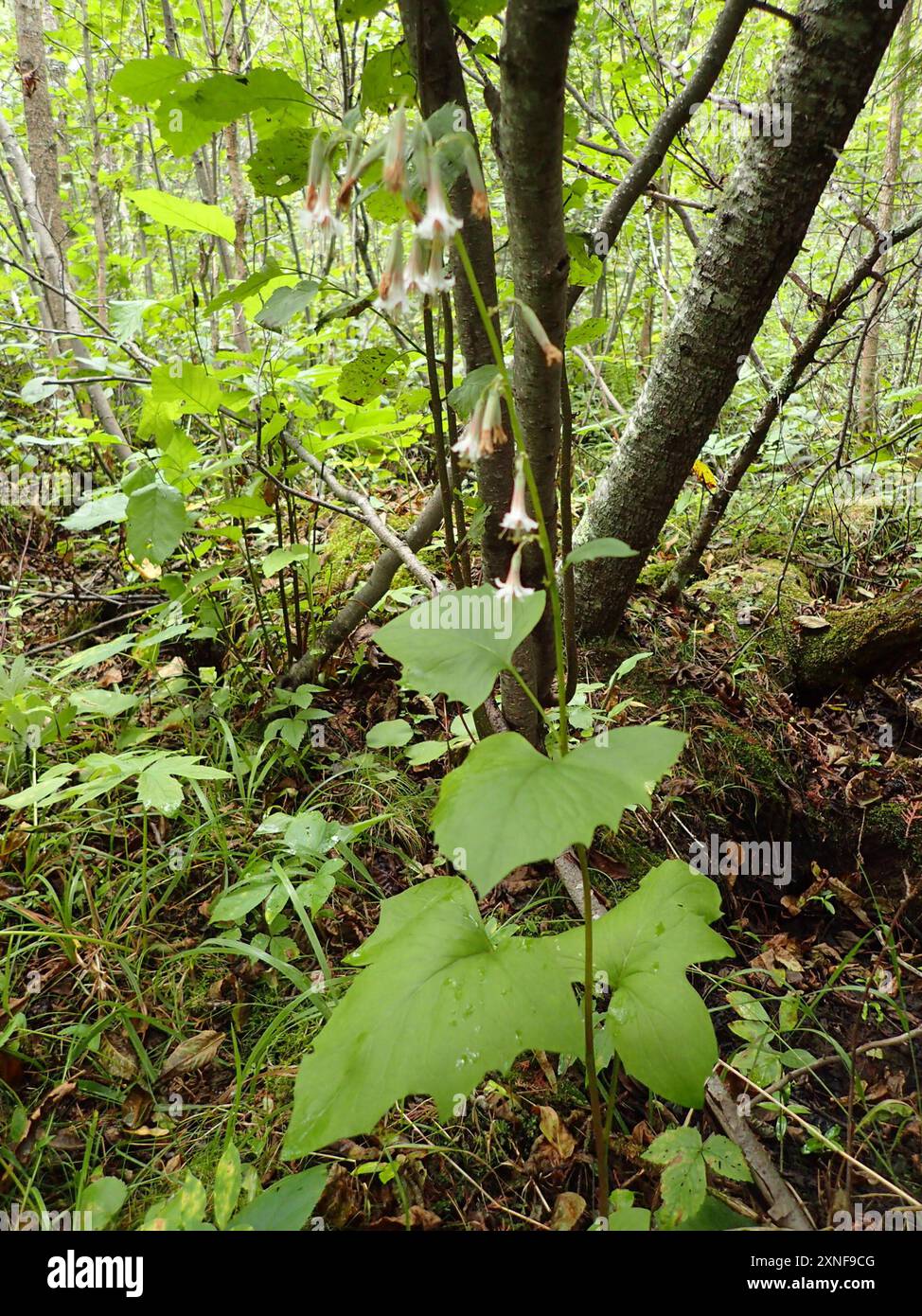 white rattlesnake root (Nabalus albus) Plantae Stock Photo - Alamy