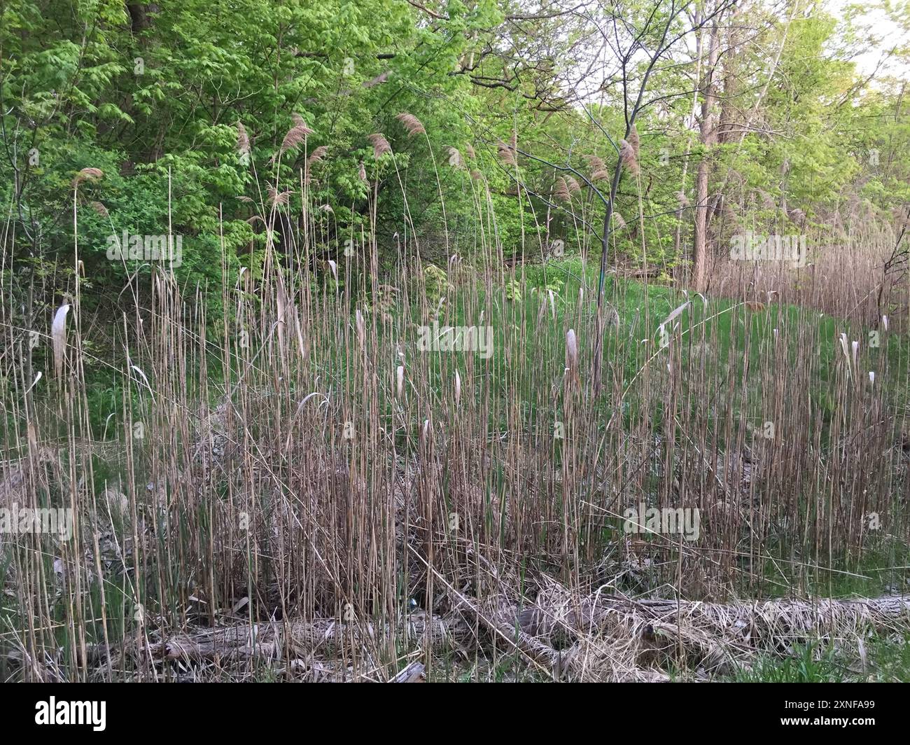 European reed (Phragmites australis australis) Plantae Stock Photo - Alamy