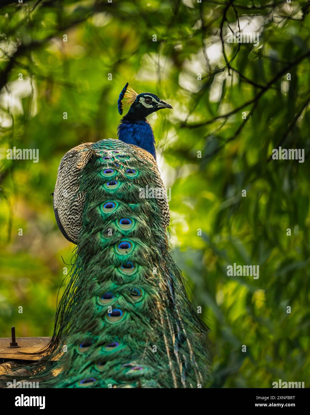A Peacock in its full glory Stock Photo