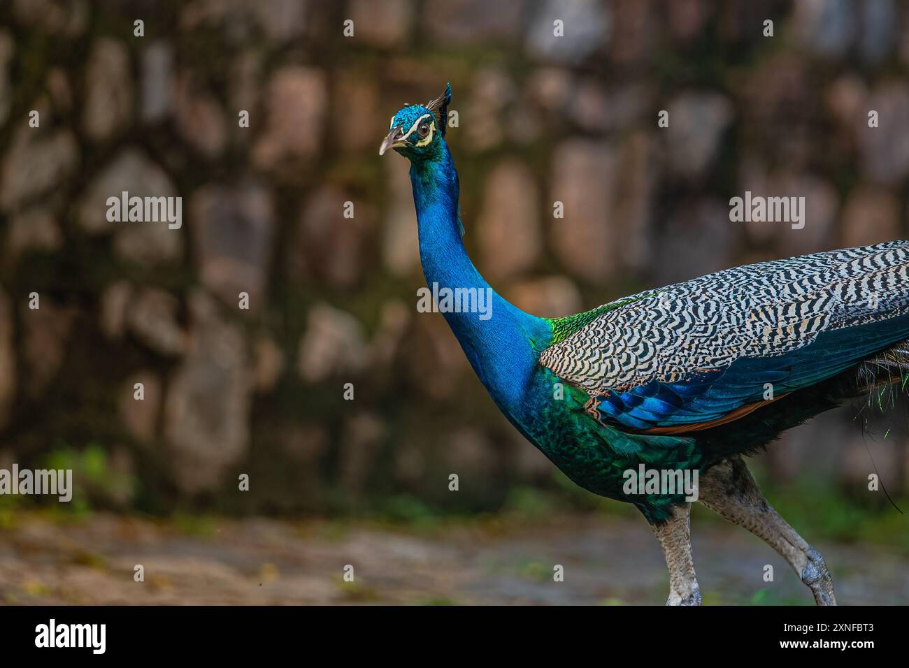 A Peacock looking into Camera Stock Photo - Alamy