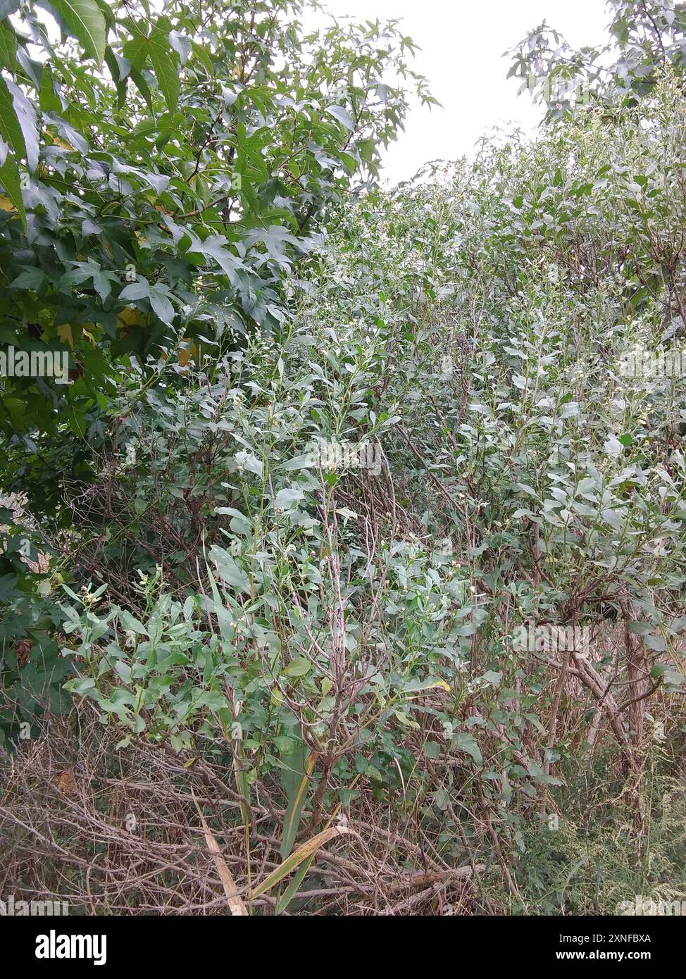 groundsel tree (Baccharis halimifolia) Plantae Stock Photo - Alamy