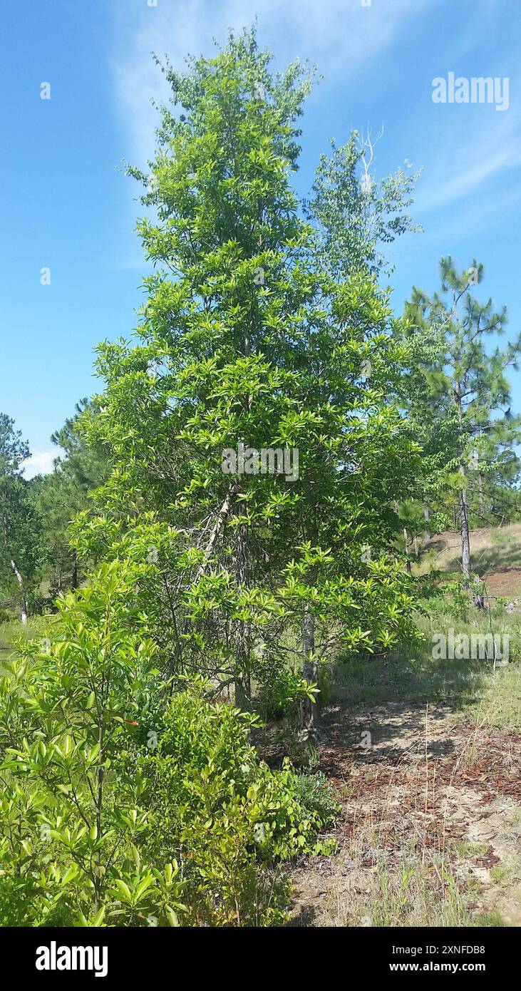 Loblolly bay (Gordonia lasianthus) Plantae Stock Photo - Alamy