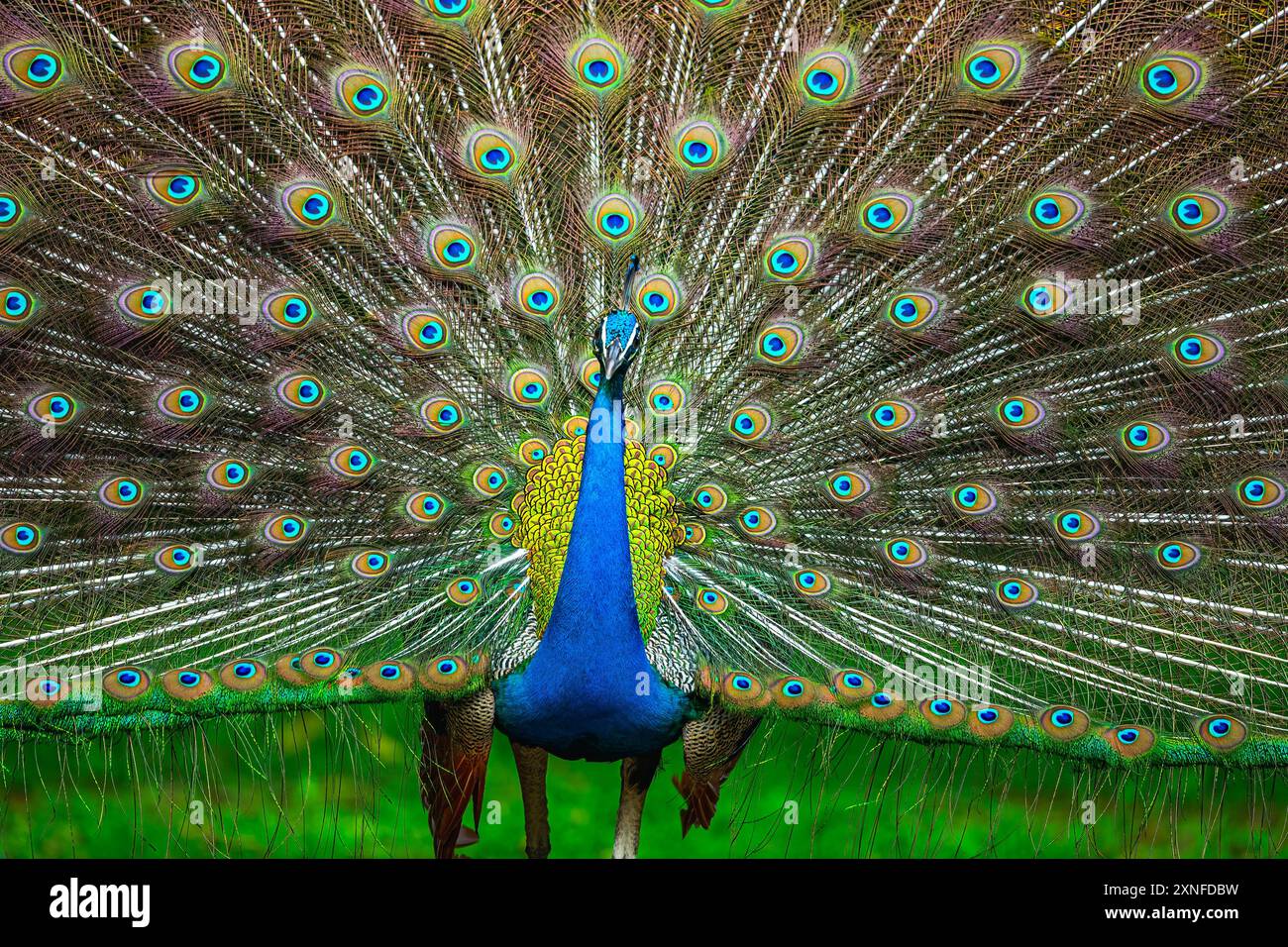 A Dancing peacock looking into camera Stock Photo - Alamy