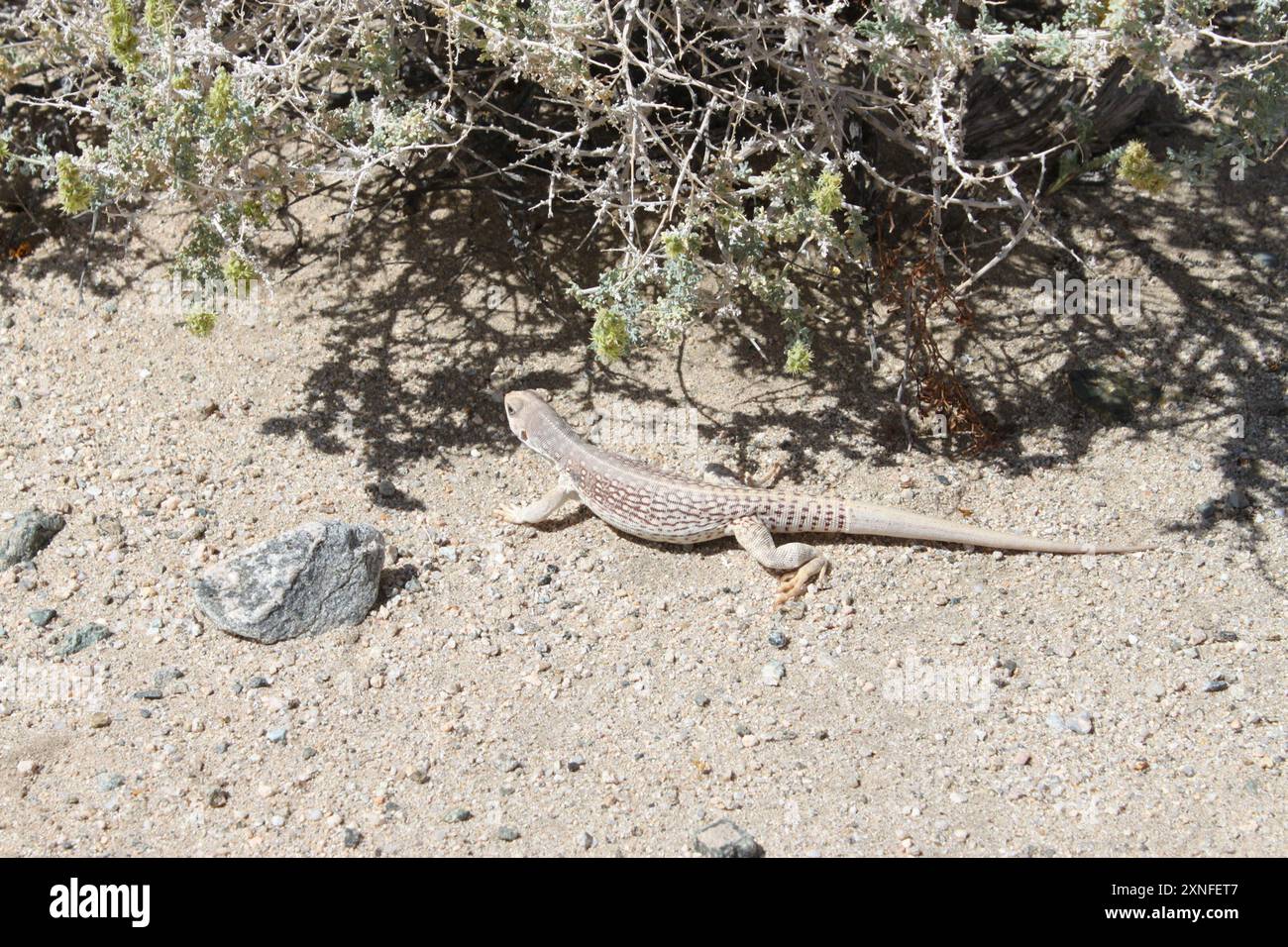 Desert Iguana (Dipsosaurus dorsalis) Reptilia Stock Photo - Alamy