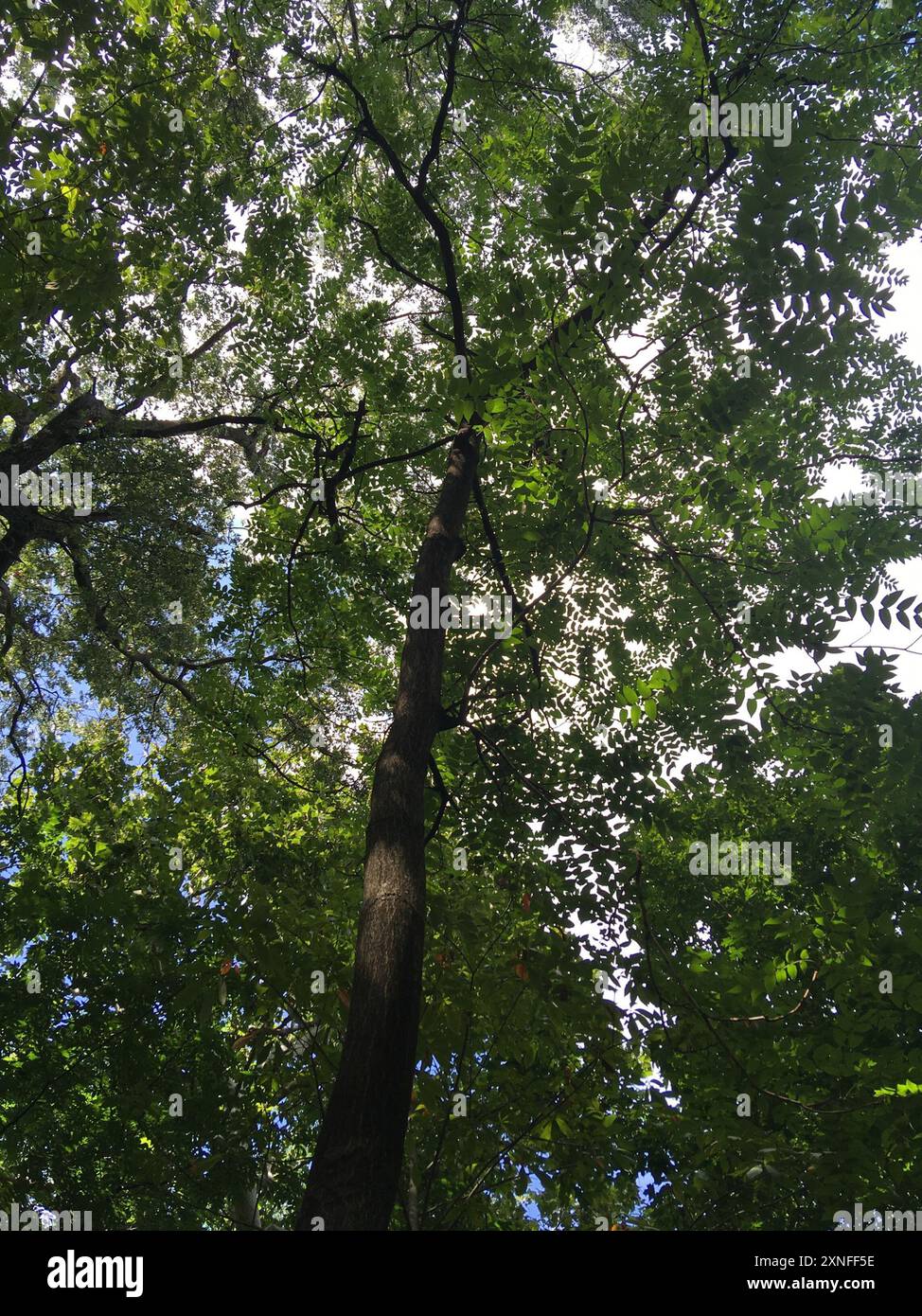 tree-of-heaven (Ailanthus altissima) Plantae Stock Photo - Alamy