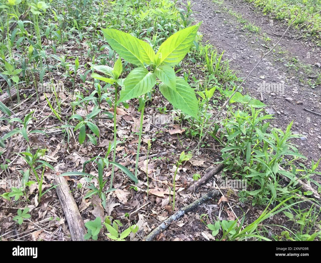 citronella horse balm (Collinsonia canadensis) Plantae Stock Photo - Alamy