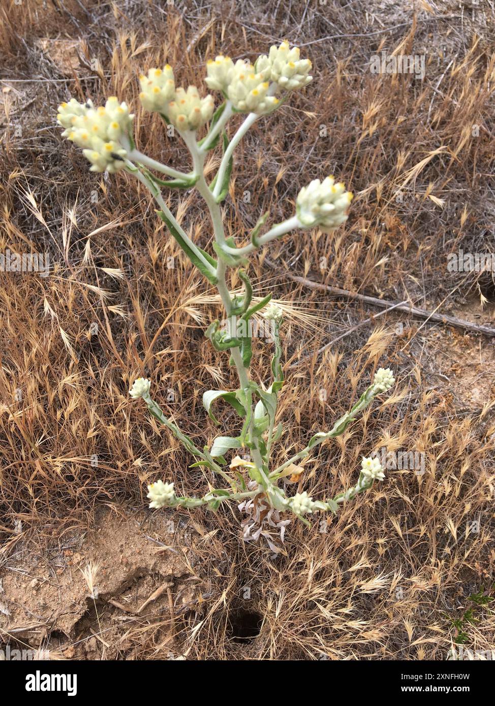 two-color rabbit tobacco (Pseudognaphalium biolettii) Plantae Stock ...