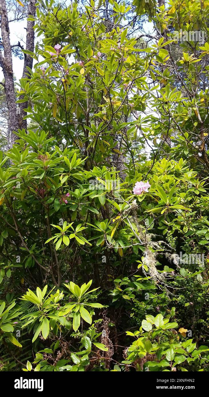 Pacific rhododendron (Rhododendron macrophyllum) Plantae Stock Photo ...