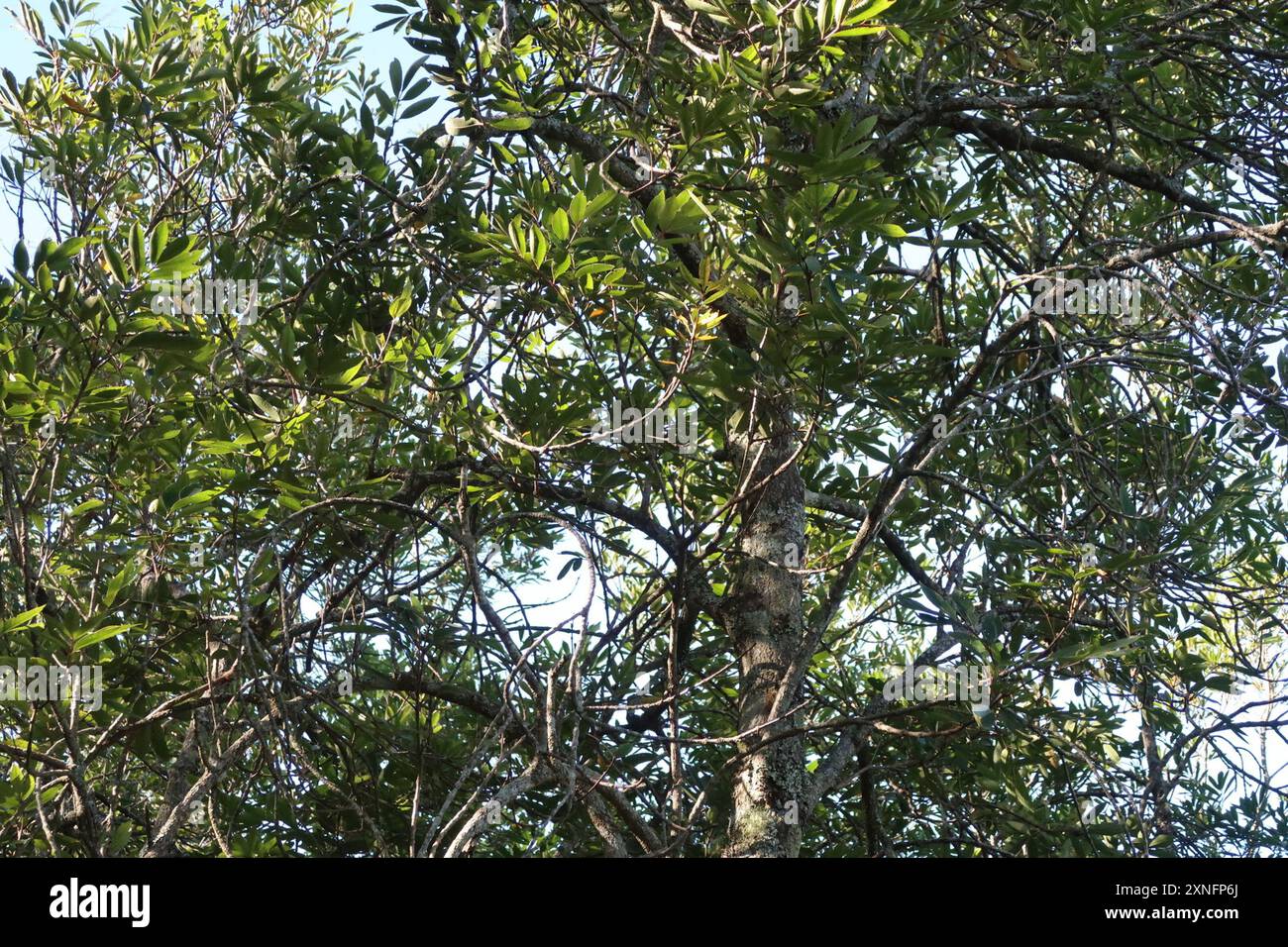 butterspoon tree (Cunonia capensis) Plantae Stock Photo - Alamy