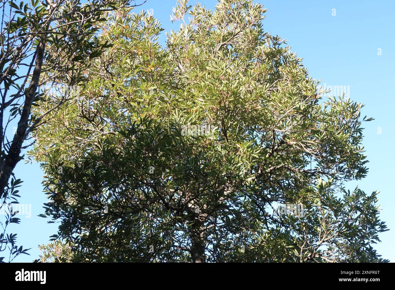 butterspoon tree (Cunonia capensis) Plantae Stock Photo - Alamy