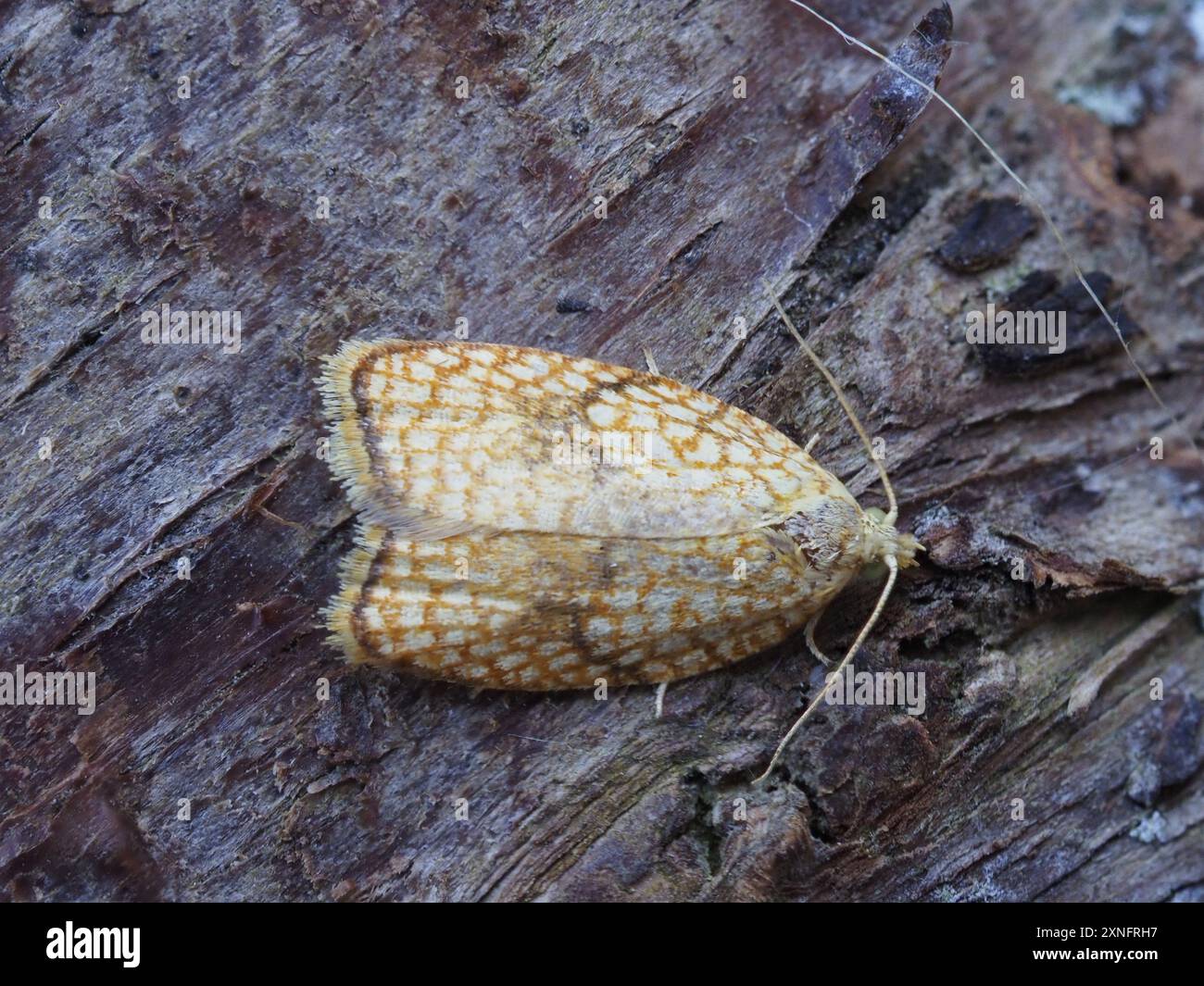 Acleris forsskaleana, the maple leaftier moth, also know as the maple button. Stock Photo