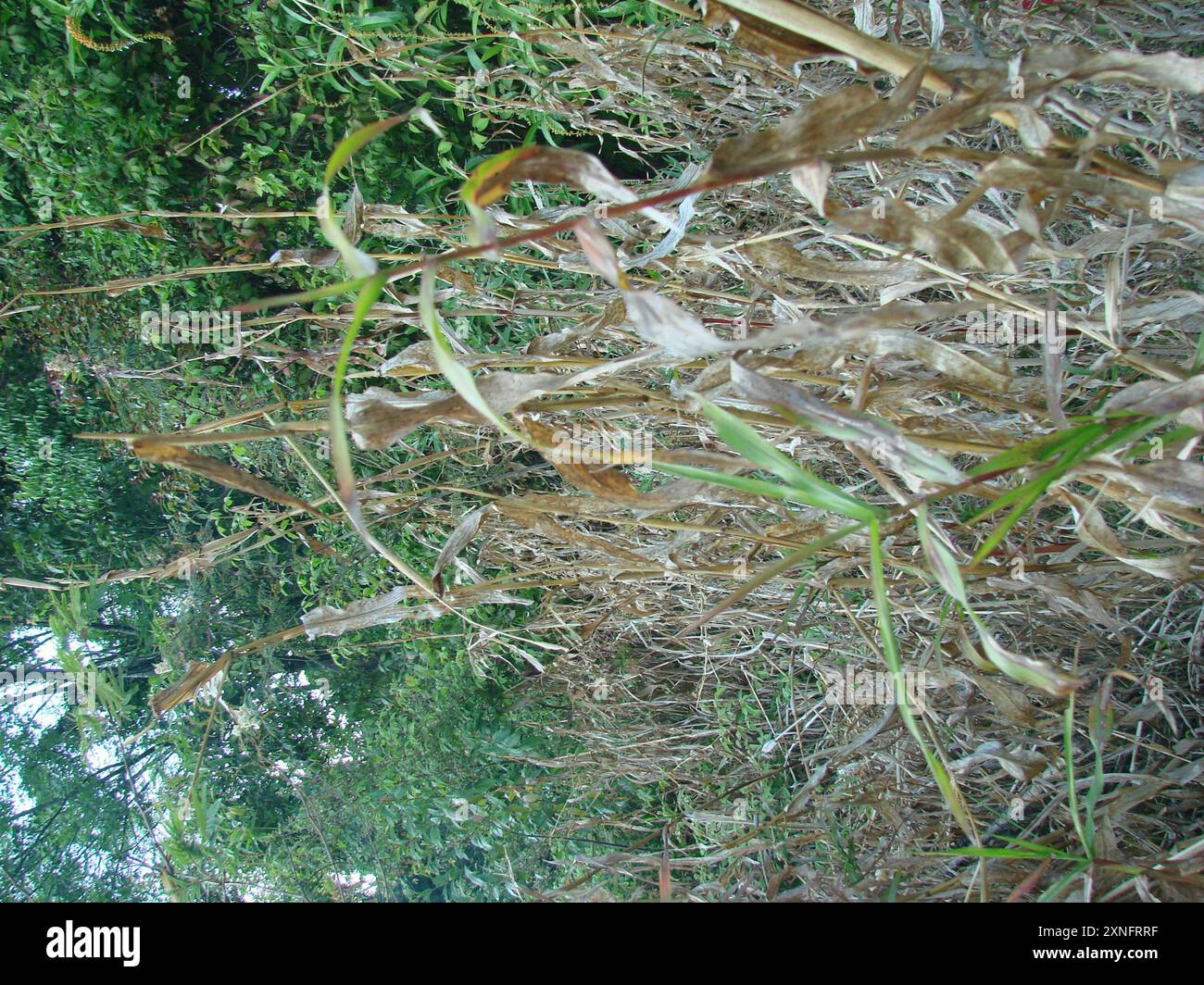 Tepsinte diploperennial teosinte (Zea diploperennis) Plantae Stock Photo - Alamy