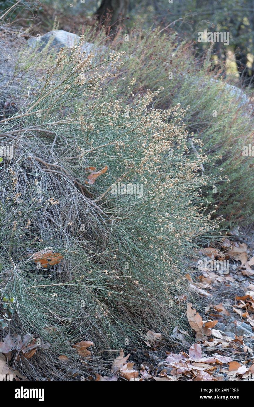 California Broomsage (Lepidospartum squamatum) Plantae Stock Photo - Alamy