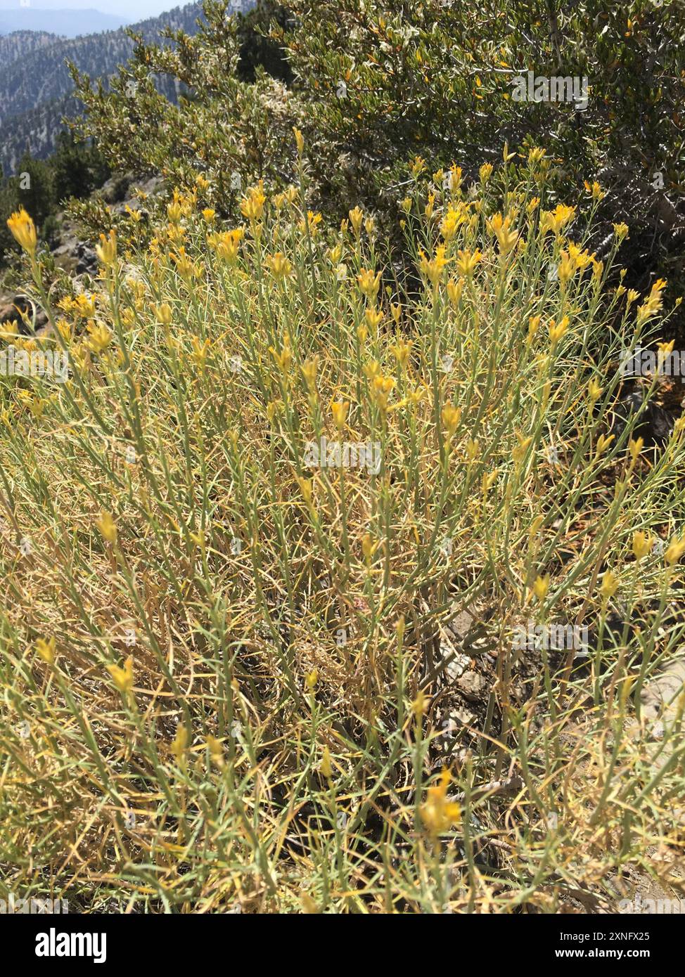 Rubber Rabbitbrush (Ericameria nauseosa) Plantae Stock Photo - Alamy