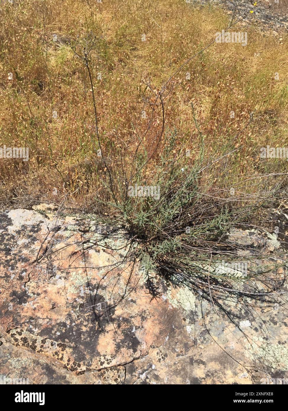 streamside daisy (Erigeron biolettii) Plantae Stock Photo - Alamy