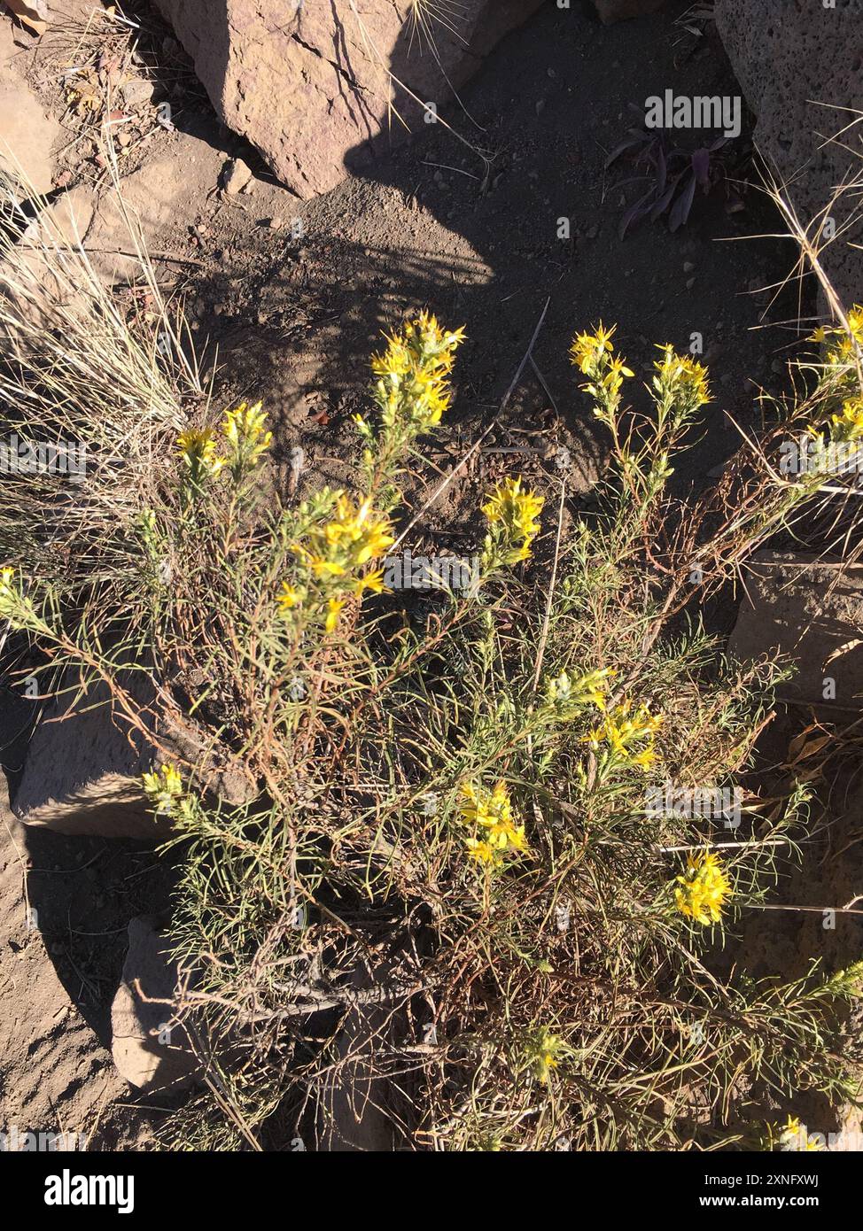 Rubber Rabbitbrush (Ericameria nauseosa) Plantae Stock Photo - Alamy