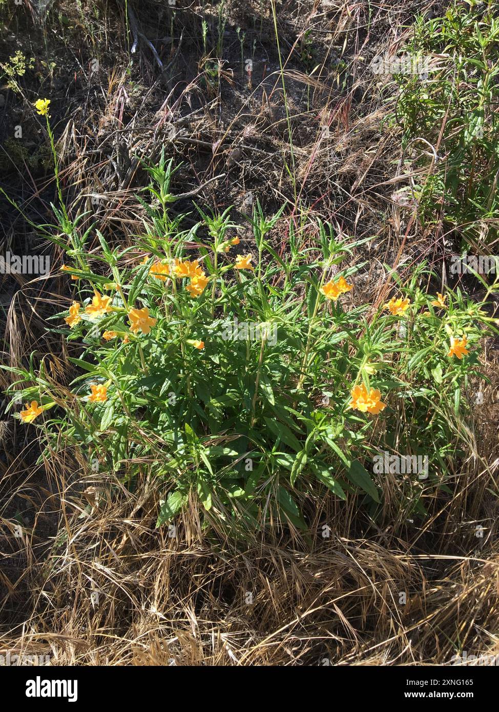 southern bush monkeyflower (Diplacus longiflorus) Plantae Stock Photo ...