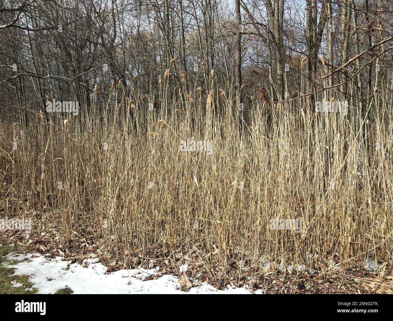 European reed (Phragmites australis australis) Plantae Stock Photo - Alamy