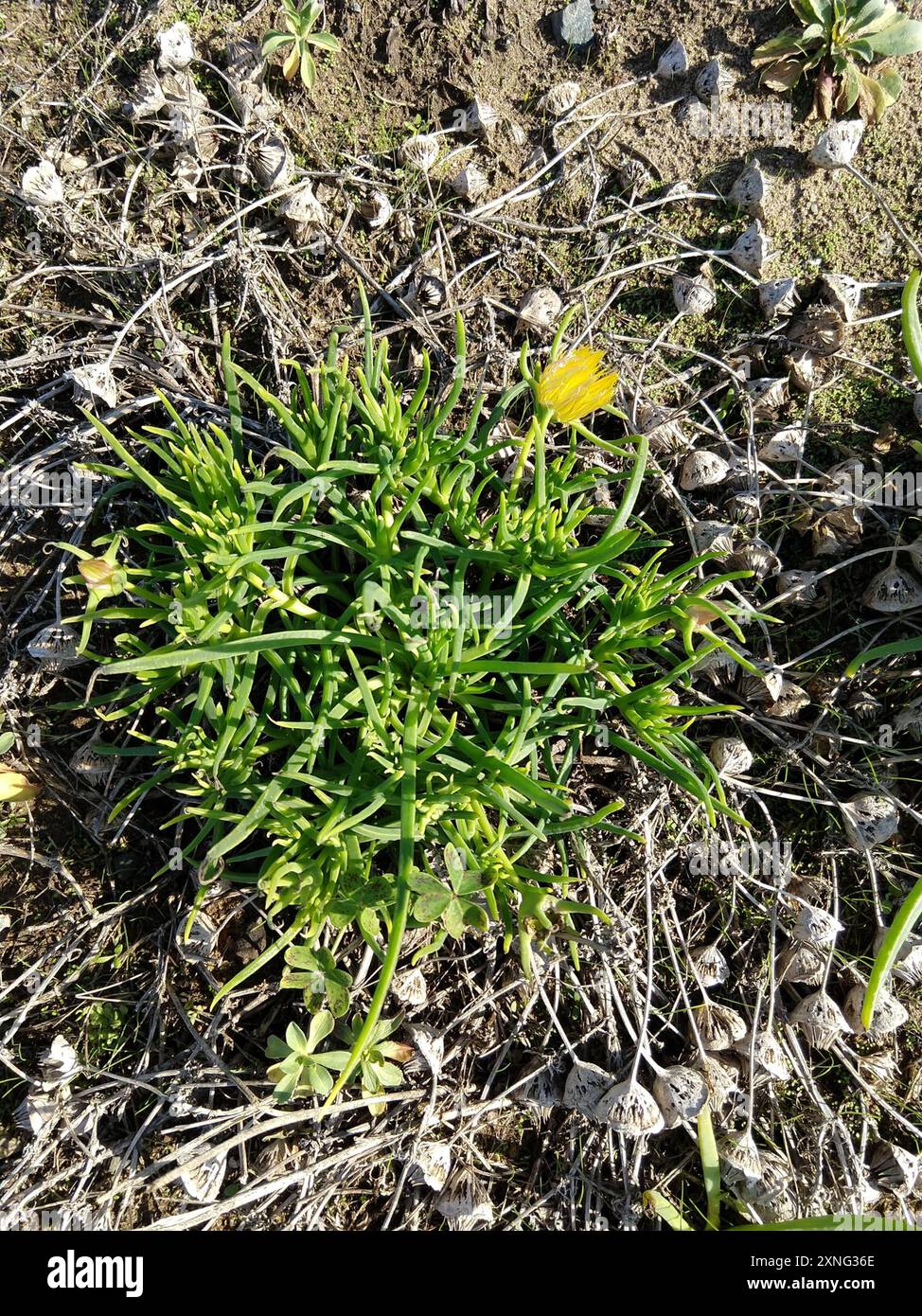 Pig's-root (Conicosia pugioniformis) Plantae Stock Photo - Alamy