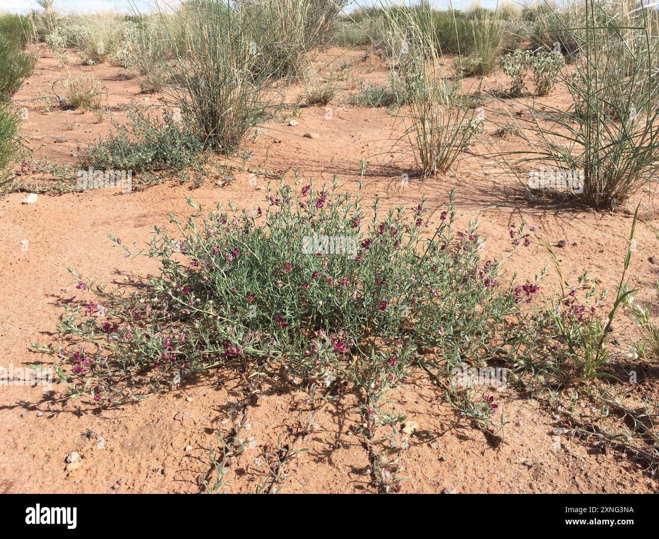Rhatany Krameria lanceolata hi-res stock photography and images - Alamy