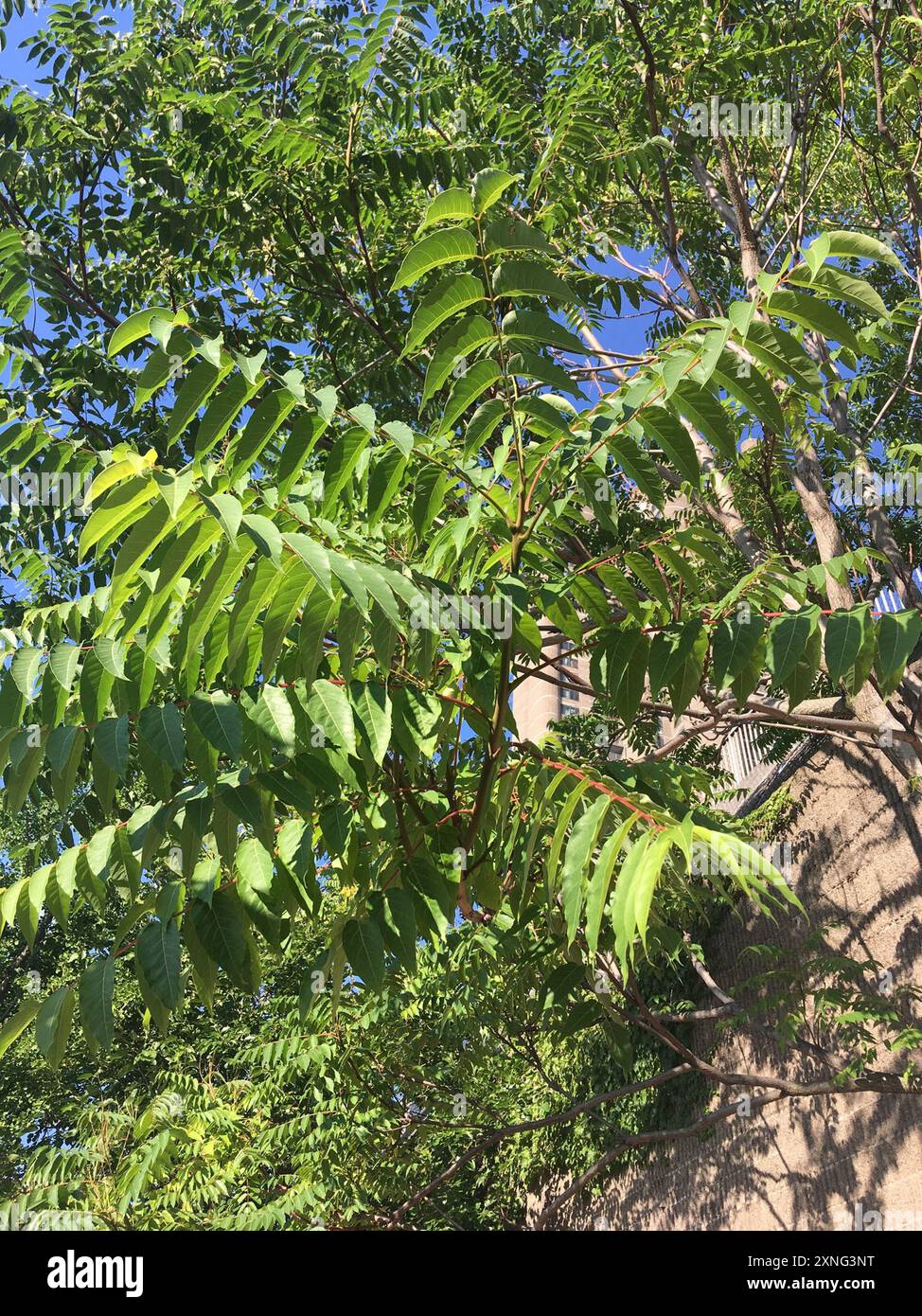 tree-of-heaven (Ailanthus altissima) Plantae Stock Photo - Alamy