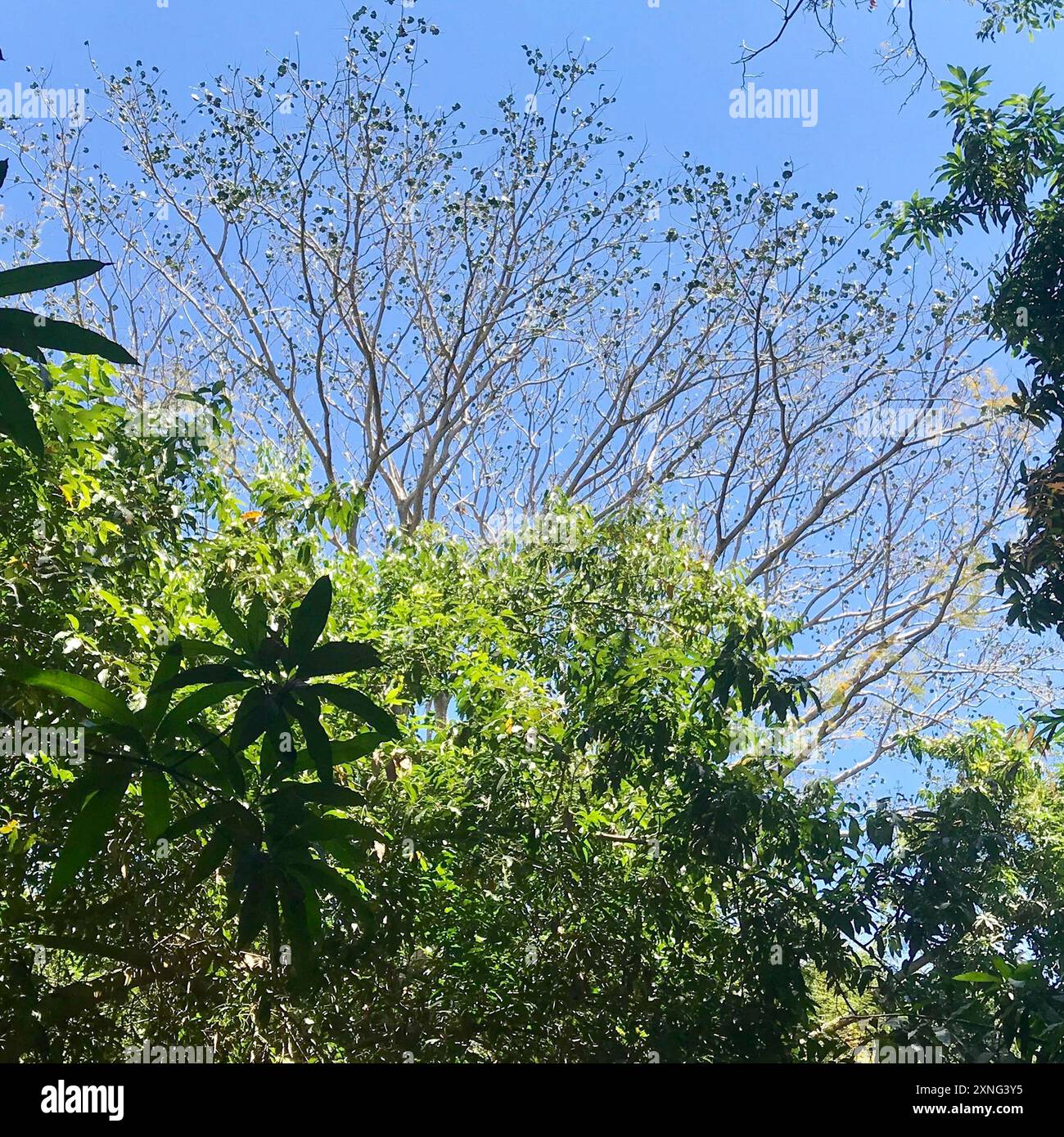 elephant ear tree (Enterolobium cyclocarpum) Plantae Stock Photo - Alamy