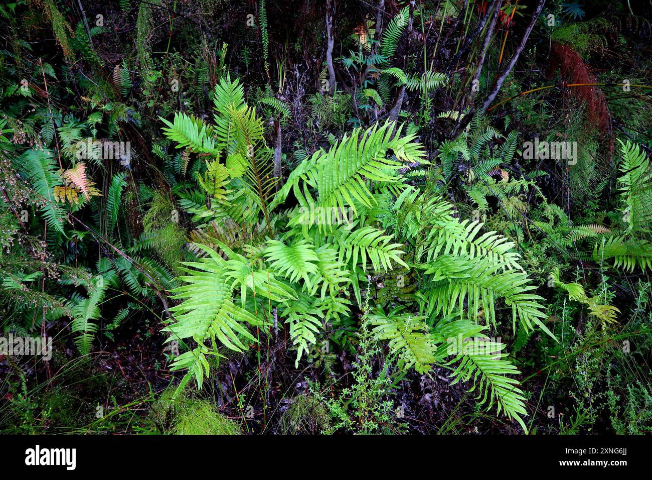 Cape Hard Fern (Blechnum capense) Plantae Stock Photo - Alamy