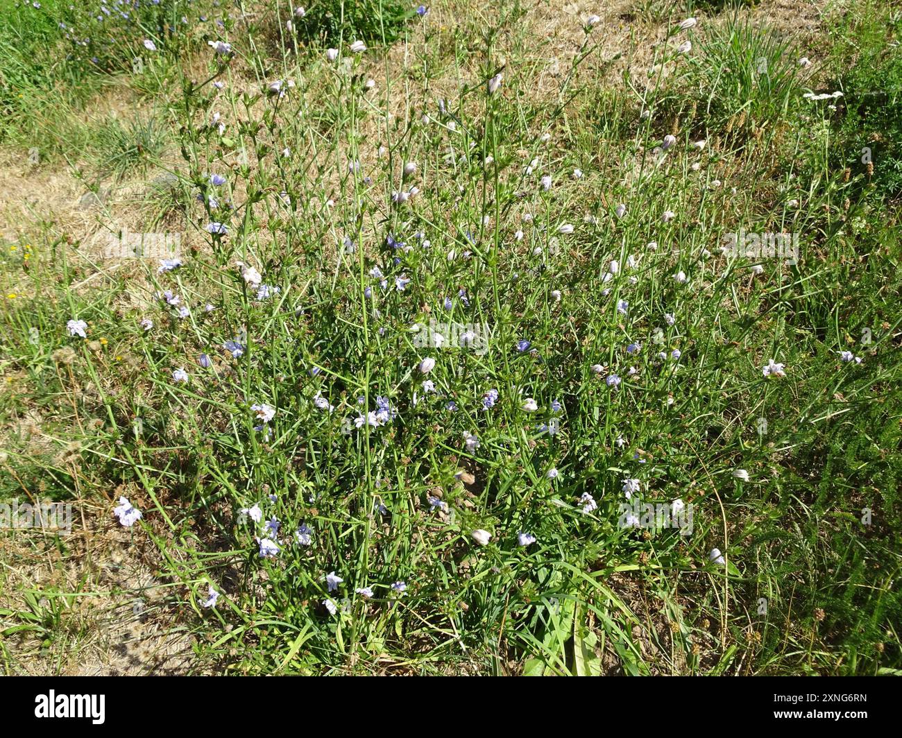 chicory (Cichorium intybus) Plantae Stock Photo - Alamy