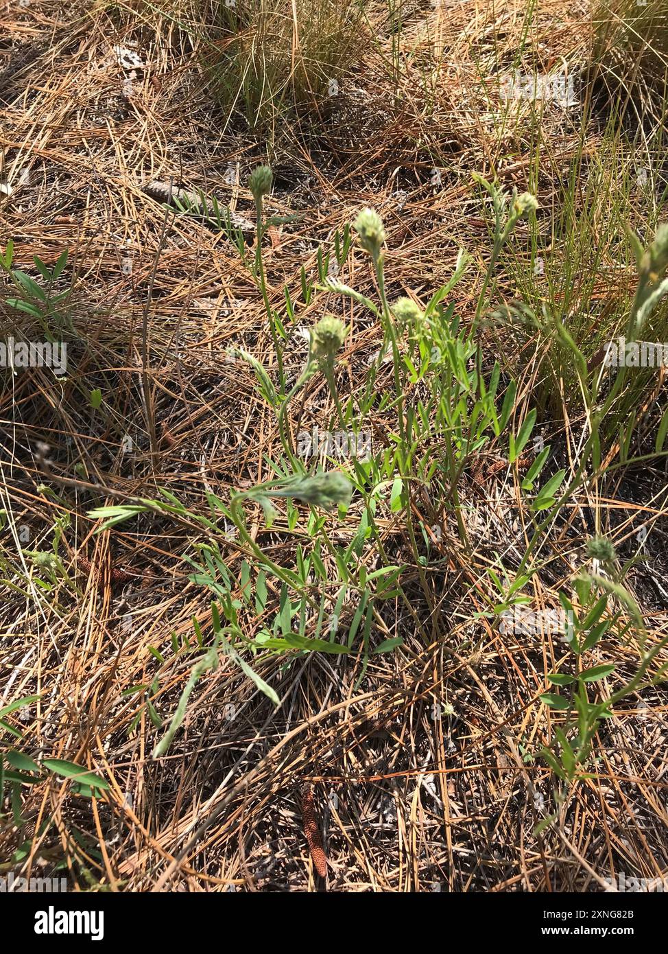 goat's rue (Tephrosia virginiana) Plantae Stock Photo - Alamy