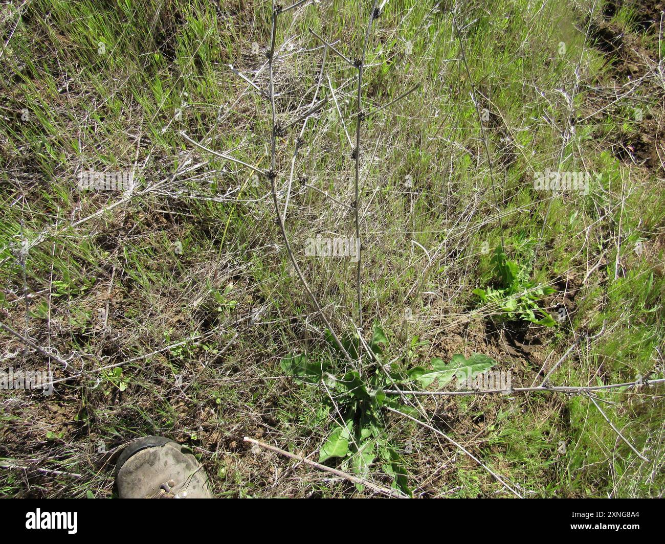 chicory (Cichorium intybus) Plantae Stock Photo - Alamy