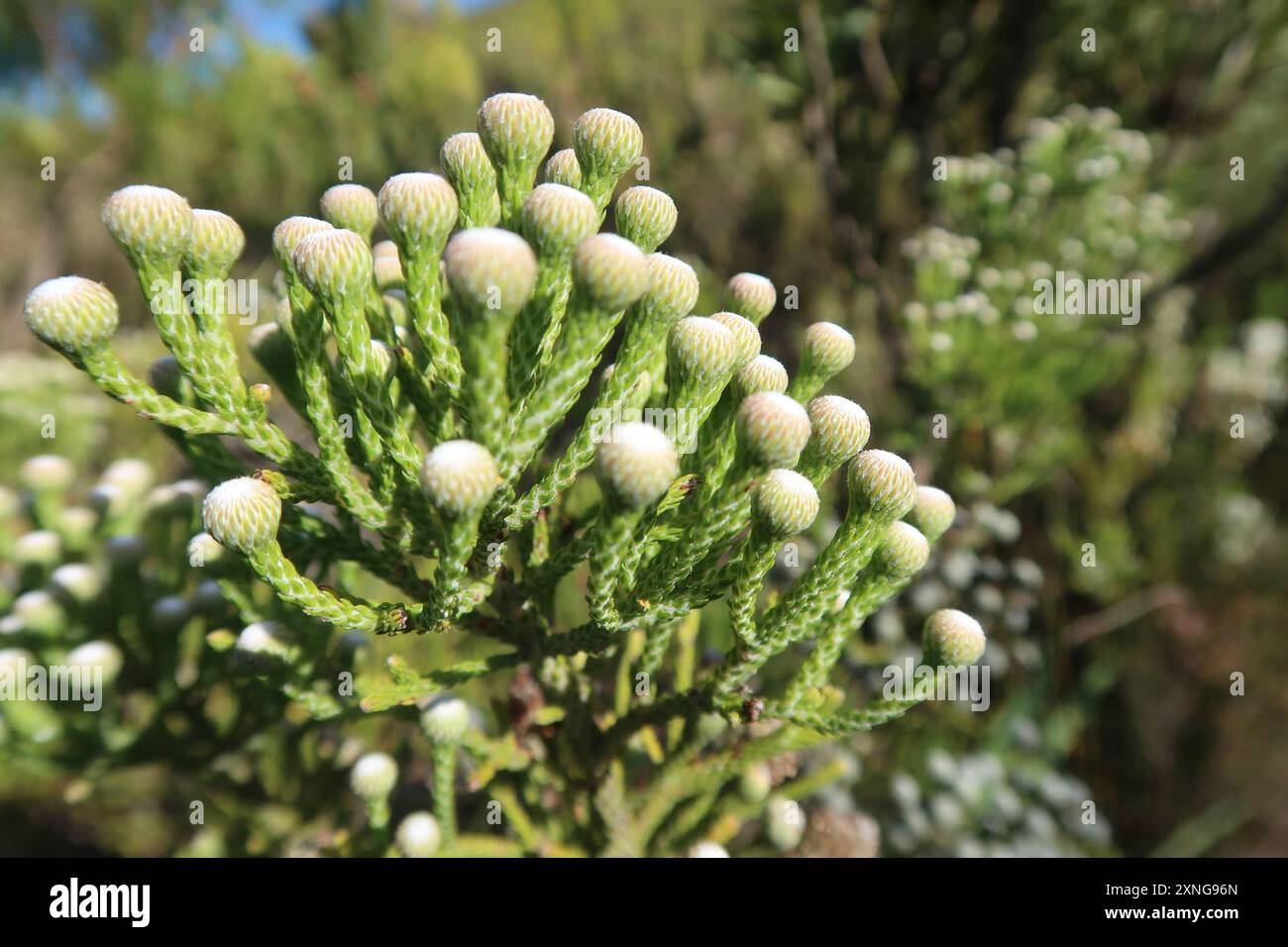 Cone Stompie (Brunia noduliflora) Plantae Stock Photo